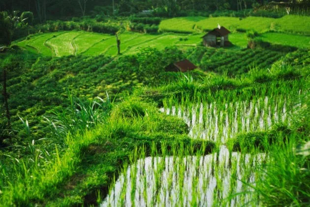 A Green Growth Roadmap For Bali Bali Needs To Get Greener To Be Sustainable Bali Travel Guide