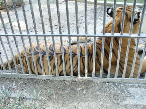 Tiger in Bali