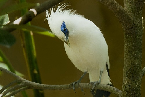 biodiversity in Bali