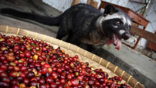 kopi-luwak-fun-facts coffee Luwak fun facts bali