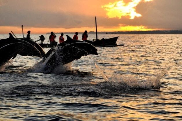 dolphins lovina fun-facts-bali fun facts of Bali