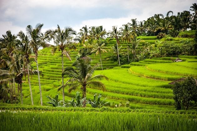 Jatiluwih Rice Field Jatiluwih What to do in Ubud