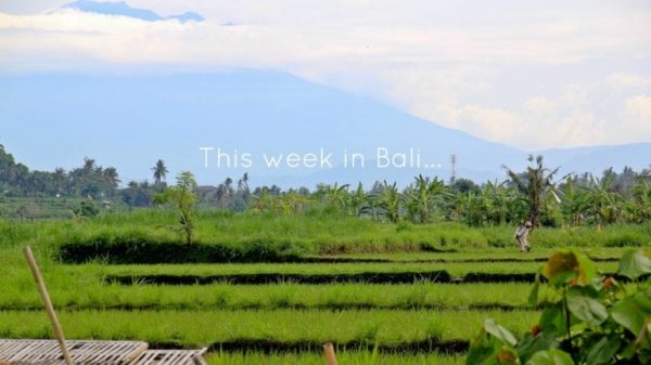 This week in Bali...