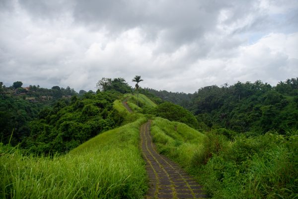 campuhan ridge ubud