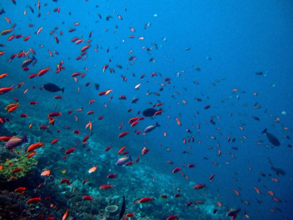 Diving in Bali