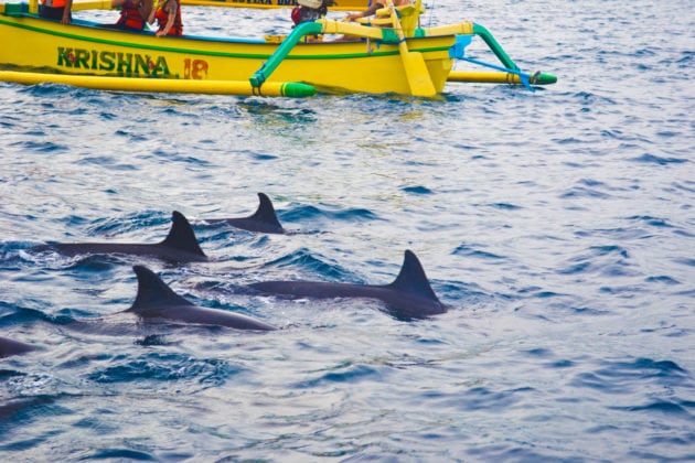Things to do in Lovina