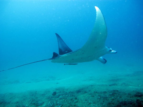 Magical sea creature Nusa Lembongan