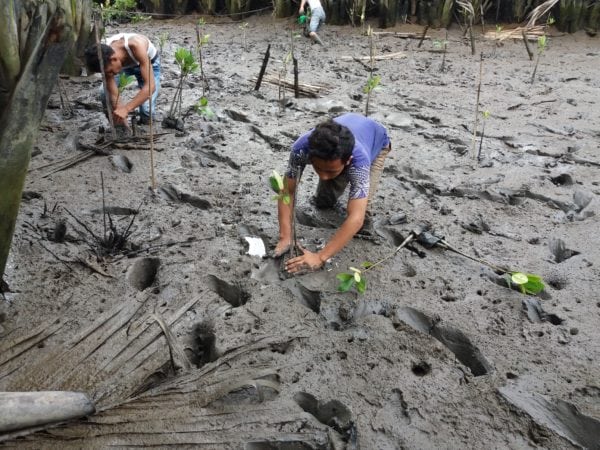 book a villa, plant a tree