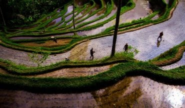 Ubud Travel Guide Bali