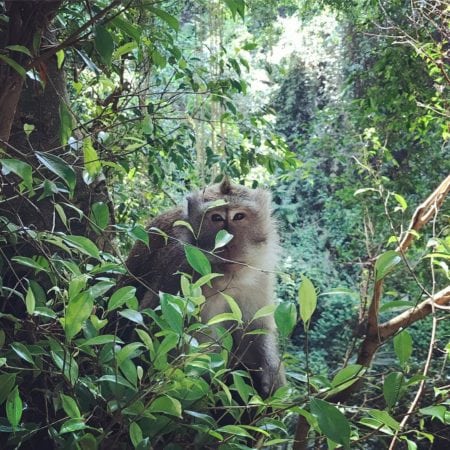 What to see in Ubud