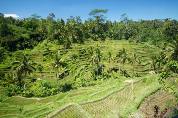 Tegallalang Rice Terraces