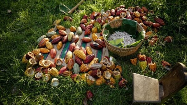 chocolate in Bali