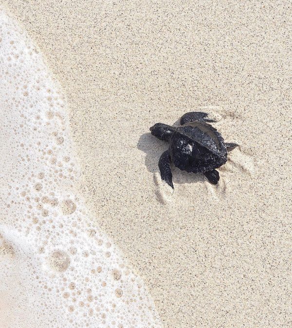 Turtle sanctuary on Gili Meno