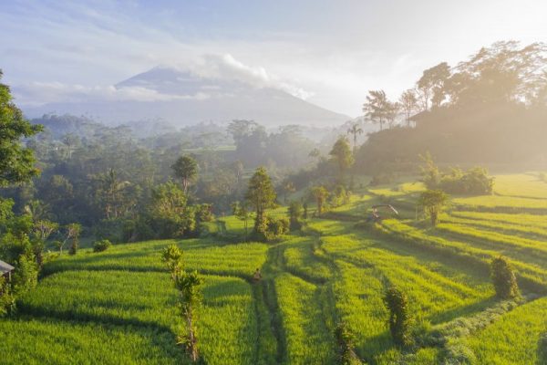 Activities to do in bali - Morning rice fields