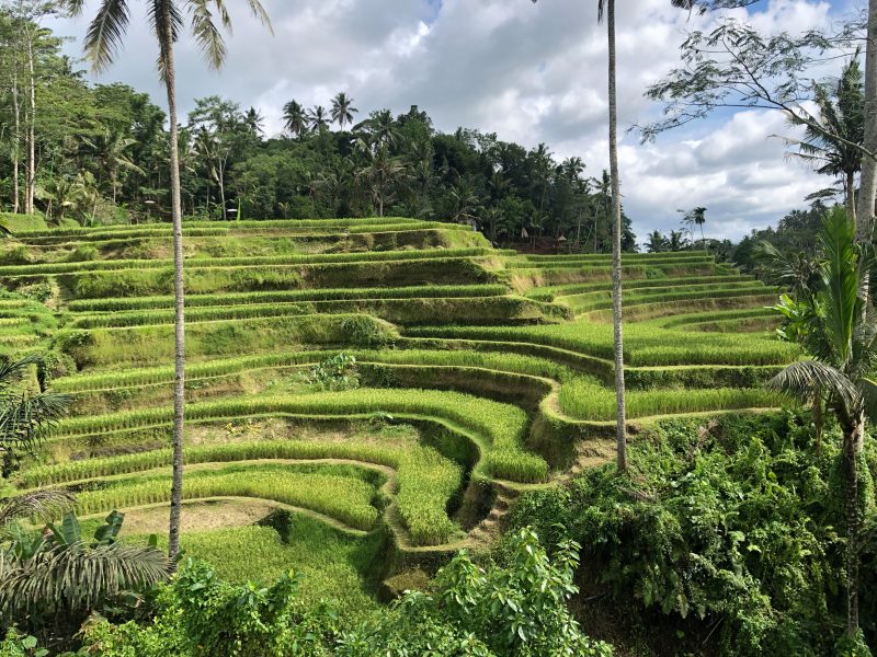 Day trip from Seminyak to Ubud for cultural and natural beauty.