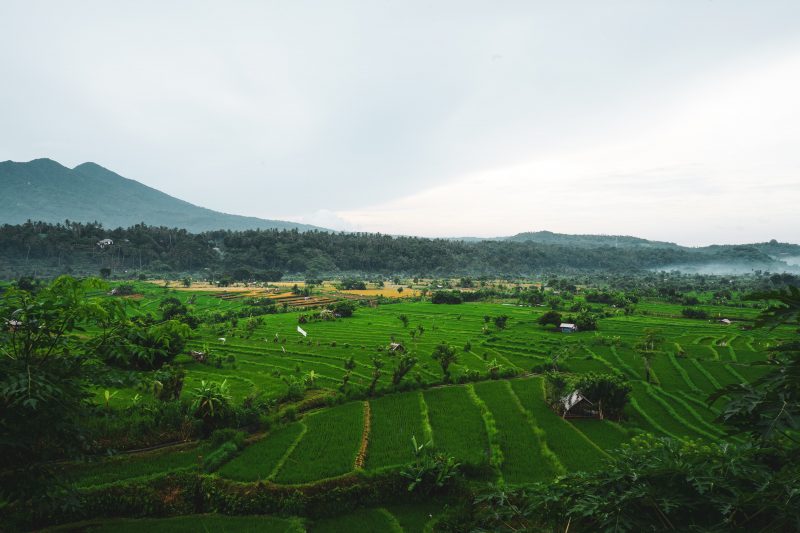 100% Refreshing West Bali Itinerary: How to Spend 7 Days in Bali 3 Amazing view of Jatiluwih Rice Terrace