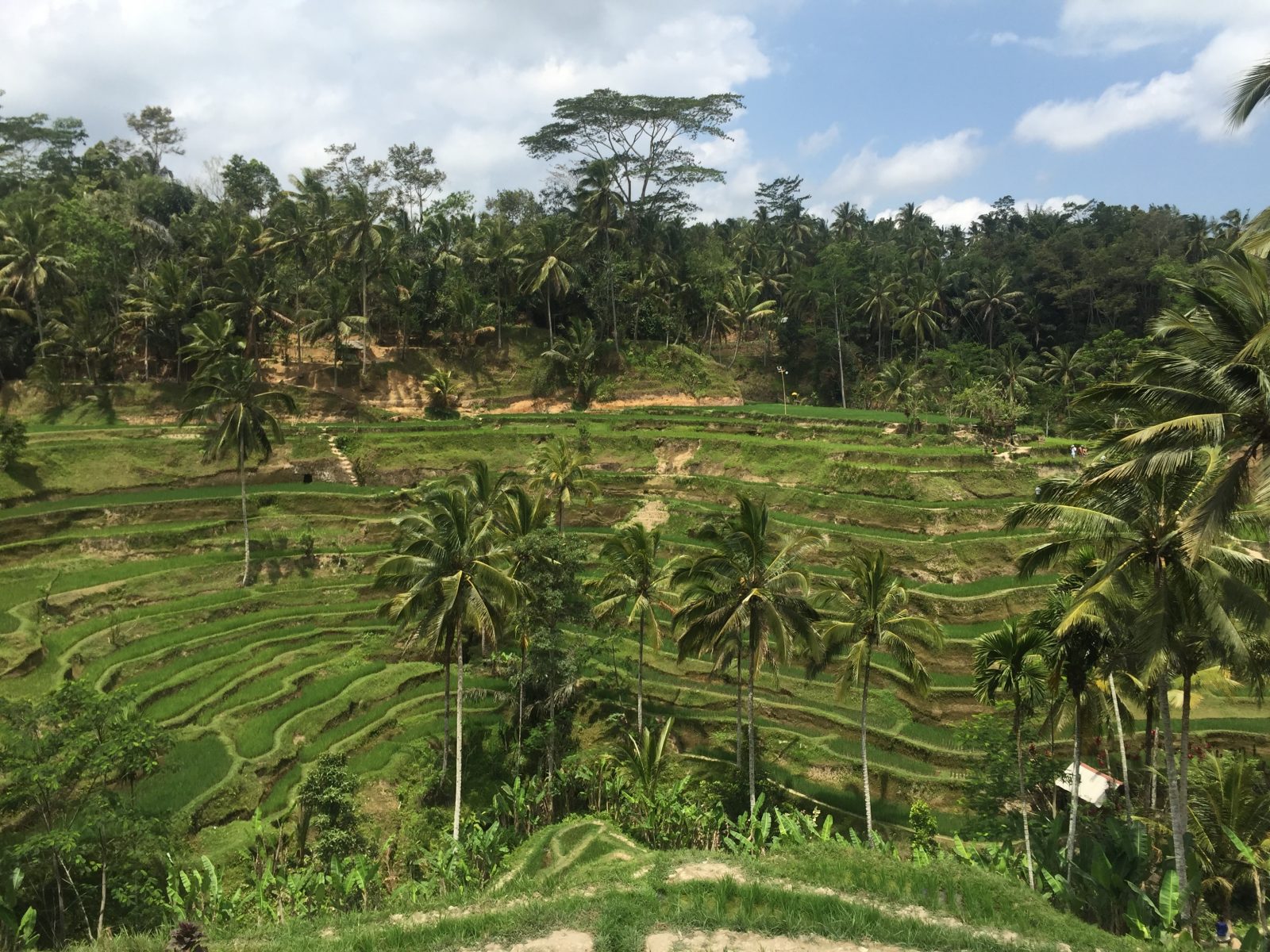 Rice terraces in Bali