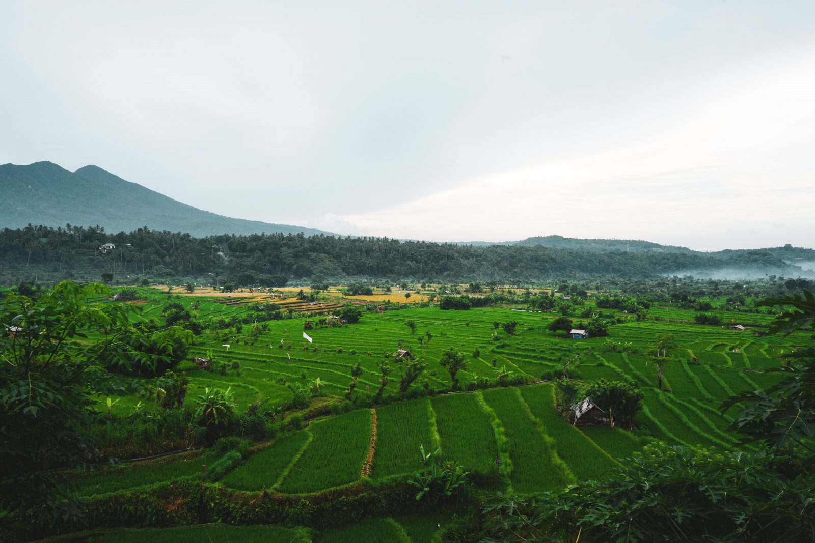 Jatiluwih Rice Terraces