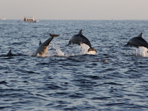 dolphines watching in North Bali 