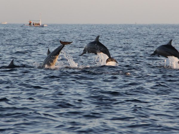 dolphines watching in North Bali