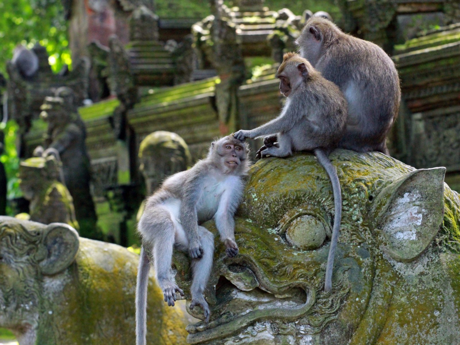 The Sacred Monkey Forest