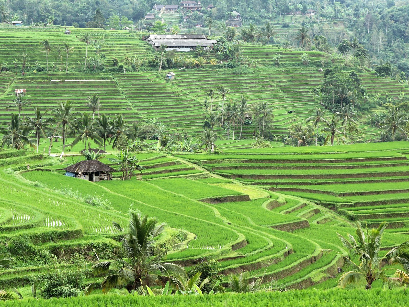 Jatiluwih rice terraces