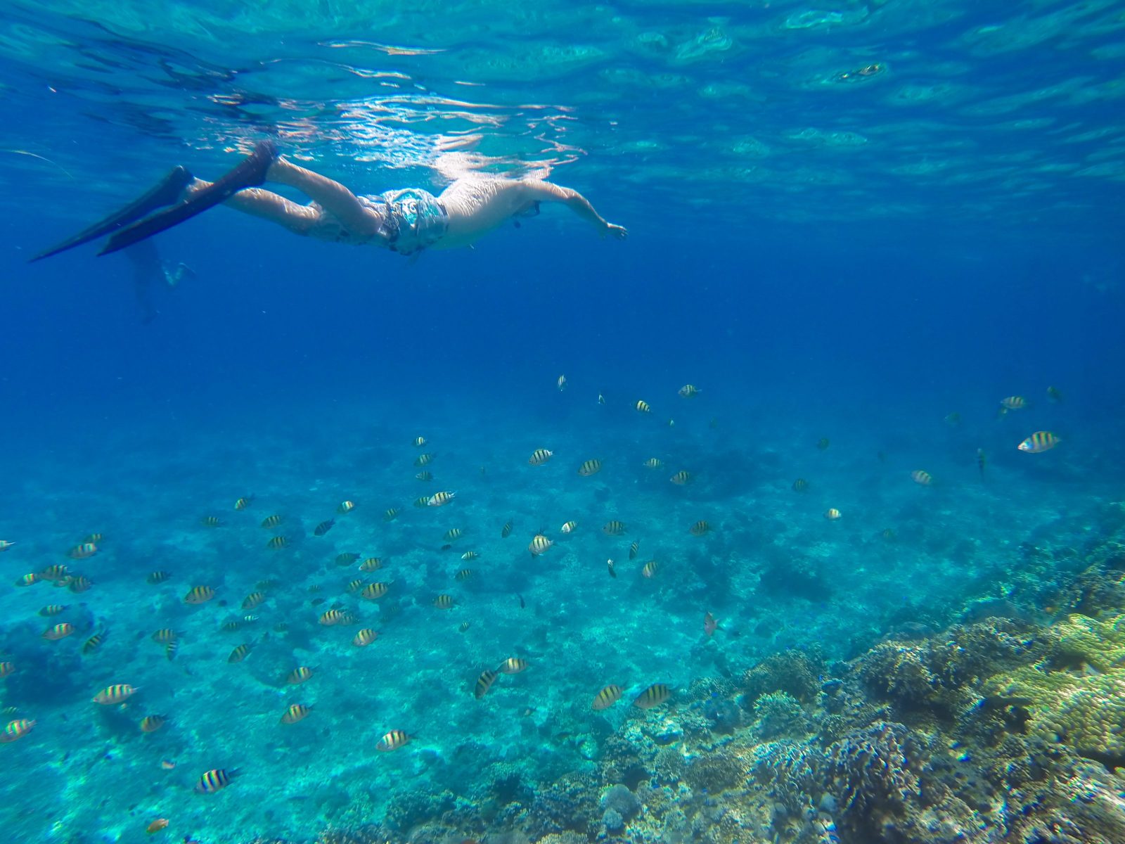 Snorkeling & diving